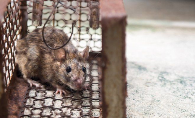Мыши в квартире. Как избавиться от них навсегда